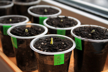 Germinating seeds of tomato and pepper in containers with labels. Closeup.