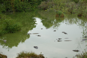 Alligators in the Everglades