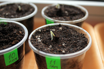Germinating seeds of tomato in containers with labels. Closeup.