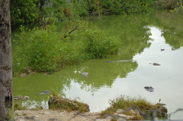 Alligators in the swamps