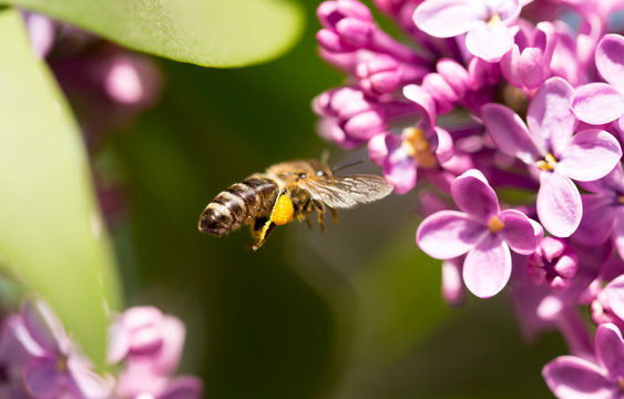 The bee flies on the flowers of the lilac
