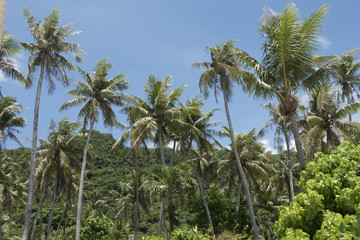 Naklejka na ściany i meble Lively palm trees in Guam