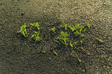 Grasses insert from asphalt road.