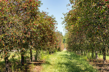 Cherry Trees with Ripe Cherries