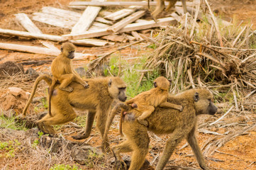 Two baboons with their cubs on their backs in the savannah of Amboseli Park in Kenya