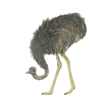 Watercolor painting ostrich isolated on white