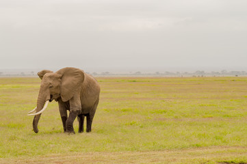 Elephant half immersed in the marshes of Amboseli Park in Kenya