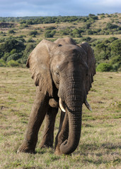 Fototapeta na wymiar Young african elephant (Loxodonta africana) bull