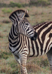 Burchell's zebra (Equus quagga)