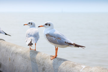 Obraz premium White seagull standing on the bridge in nature background.