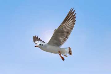 White Seagull flying on blue sky background. Freedom concept.