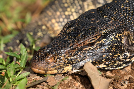 Der Bindenwaran oder Wasserdrache in Sri Lanka 