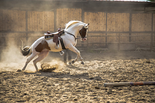 Cane e cavallo corrono