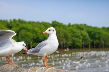 White seagull standing on the bridge in nature background.