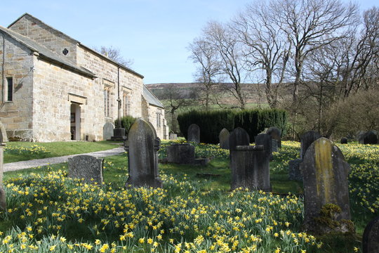 daffodils in churchyard, Farndale, North Yorkshire
