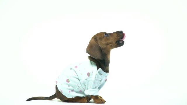 The dachshund lickens in anticipation of delicious cookies