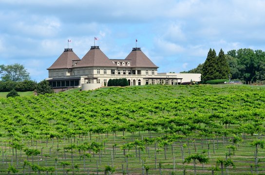 Vineyard At Winery North Georgia, USA