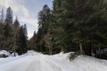 A view of a winter mountain road covered with snow and sand in a pine forest. Asphalt road under the snow. The concept of the seasons and winter travel. Winter forest