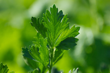 Celery on a green background