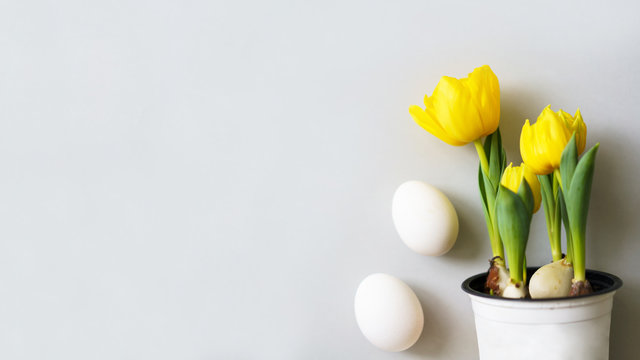Yellow tulips and white eggs on grey background with copy space on the left side. Easter celebration photo. 