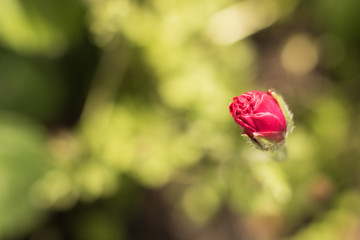 Close-up: Red bud of Persian buttercup flower is blossoming on a blurred abstract background of fresh natural green leaves. Spring is coming!