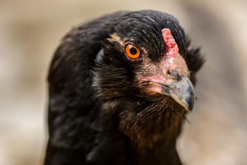 black araucna hen with orange eyes looking in the camera. closeup.