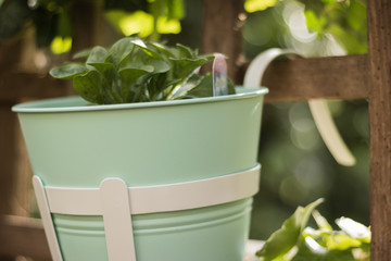 Close-up: flower pot with a new green plant hangs on a fence in the garden. Concept: gardening.