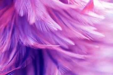 Photo sur Plexiglas Pour elle Texture de plumes d& 39 oiseaux et de poulets pour l& 39 arrière-plan Abstrait, style flou et couleur douce du design artistique.