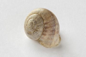 Snail isolated house