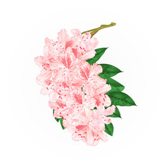 Branch light pink flowers rhododendron  mountain shrub on a white background vintage  vector illustration editable hand draw