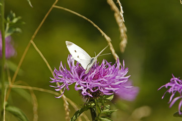 Close up of pink flower with small white butterfly - cabbage white (Pieridae) Spain