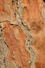 pine tree bark in close up.isolated  The bark is rough and cracked. it's color is brown and grey