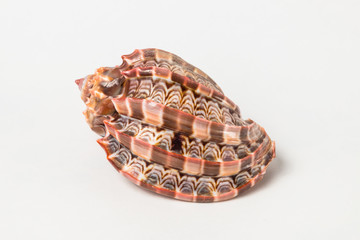 Fototapeta premium Tropical sea shell isolated on white. The shell is spiral with delicate spines.