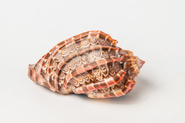 Tropical sea shell isolated on white. The shell is spiral with delicate spines.