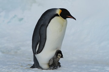 Emperor penguins(aptenodytes forsteri)Chicks in colony on the sea ice of Davis sea,Eastern Antarctica
