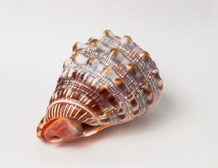 Tropical sea shell isolated on white. The shell is spiral with delicate spines.