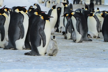Fototapeta premium Emperor penguins(aptenodytes forsteri)Chicks in colony on the sea ice of Davis sea,Eastern Antarctica