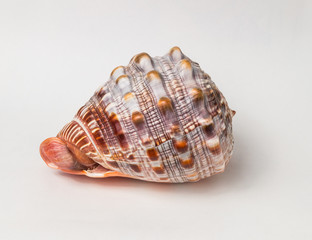 Tropical sea shell isolated on white. The shell is spiral with delicate spines.