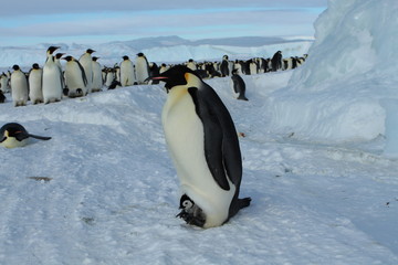 Emperor penguin (aptenodytes forsteri)with a chick in the colony of the Haswell, East Antarctica
