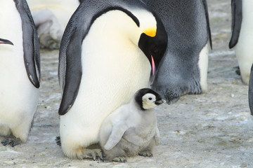 Emperor penguin (aptenodytes forsteri)with a chick in the colony of the Haswell, East Antarctica