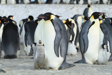 Emperor penguin (aptenodytes forsteri)with a baby bird in the colony, the area of the Haswell archipelago
