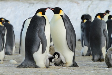 Emperor penguins (aptenodytes forsteri) in a colony with Chicks in the sea of Davis, near the...