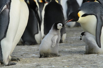 Obraz premium Emperor penguins (aptenodytes forsteri) in a colony with Chicks in the sea of Davis, near the island of Haswell