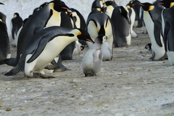 Fototapeta premium Emperor penguins (aptenodytes forsteri) in a colony with Chicks in the sea of Davis, near the island of Haswell
