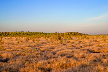 Great Kemeri bog (Lielais Kemeru tirelis) in sunny autumn day, Latvia