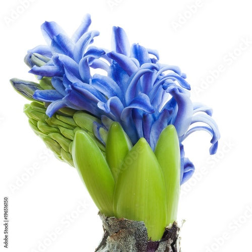 Green Bulb Plant With Blue Flowers Stock Photo And Royalty Green Bulb Plant With Blue Flowers Stock Photo And Royalty