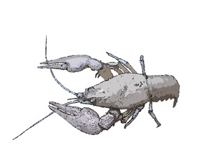 Naklejka premium Crawfish. Isolated on white background. Vector illustration.
