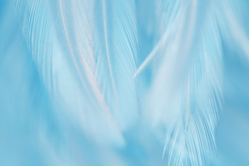 Bird and chickens feather texture for background Abstract,blur style and soft color of art design.
