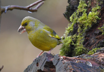 Männlicher Grünfink