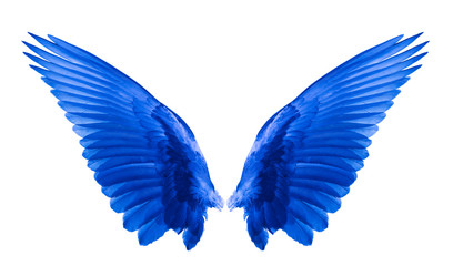 under blue wing on white background